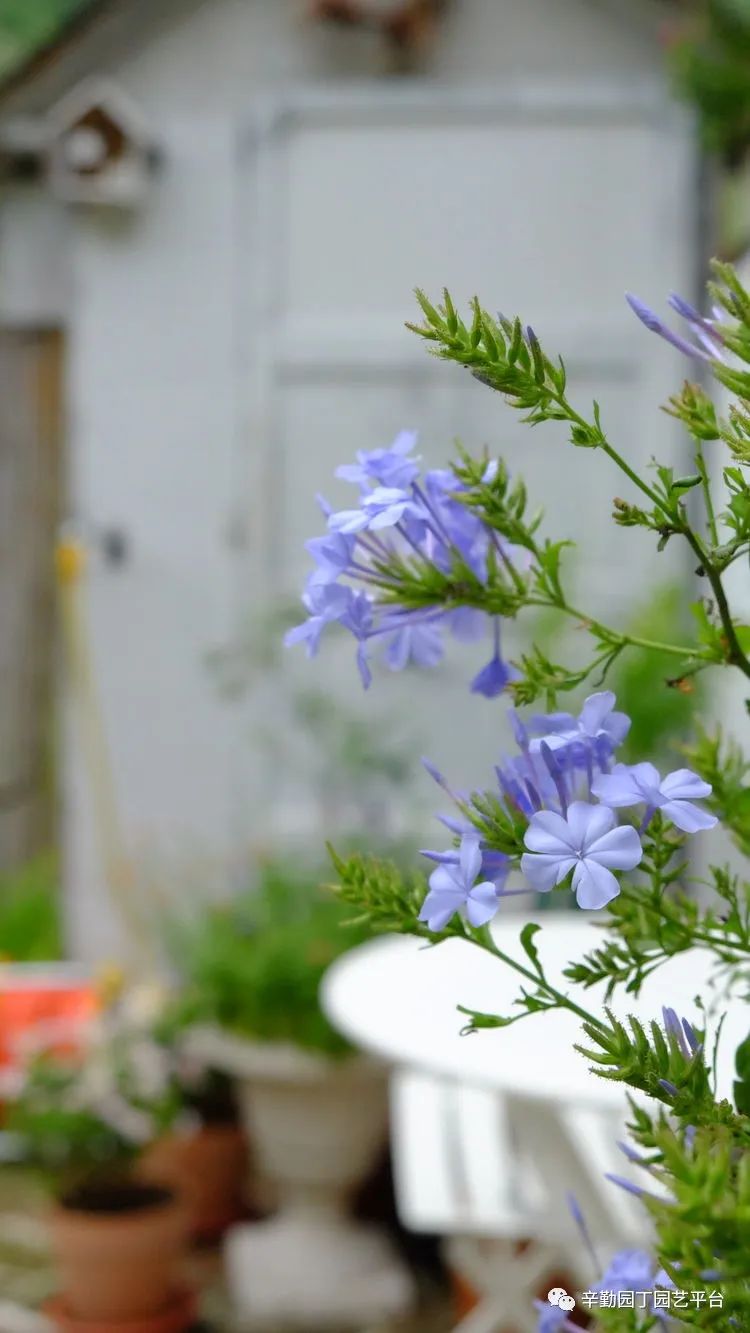 2022园丁奖花园组《001号》慢步时光花园