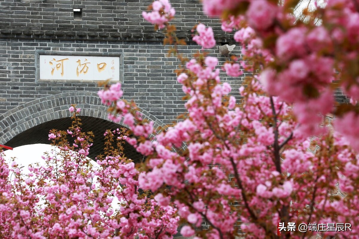 海棠花的特点与象征意义,海棠花的特点及象征意义是什么