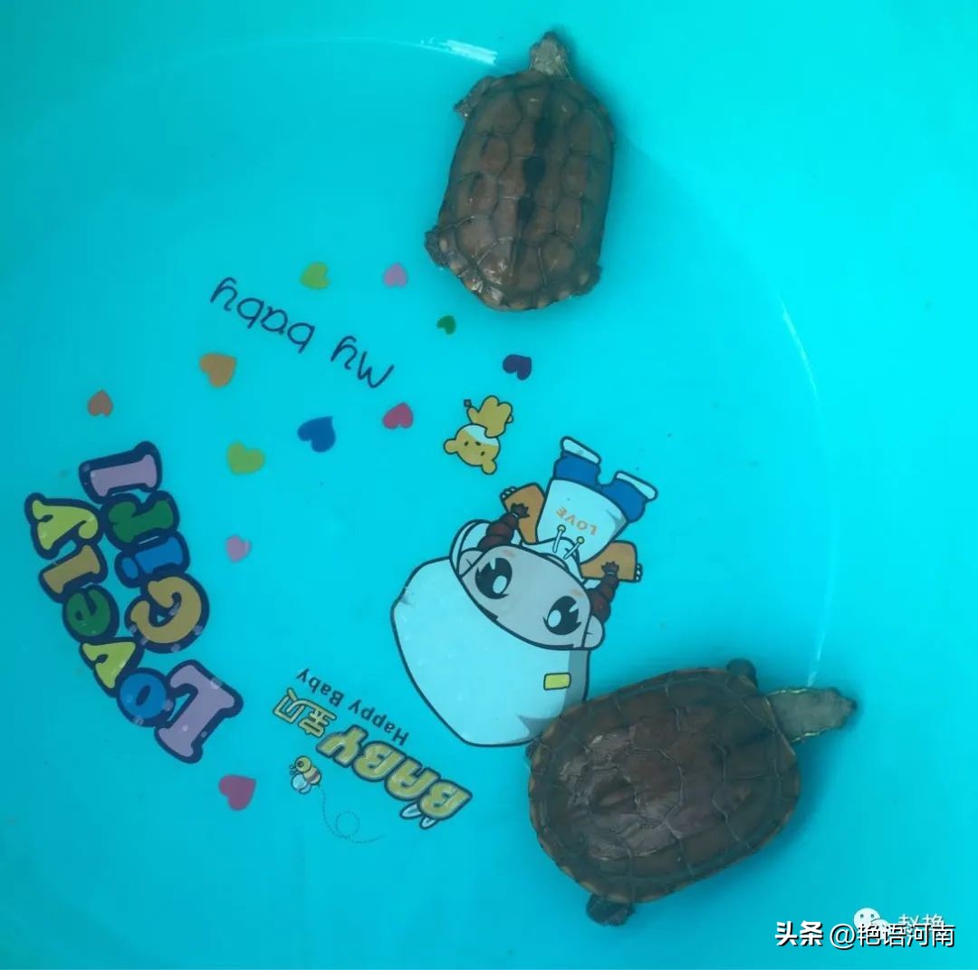 两只悠闲自在的乌龟,两只互动性很强的小乌龟