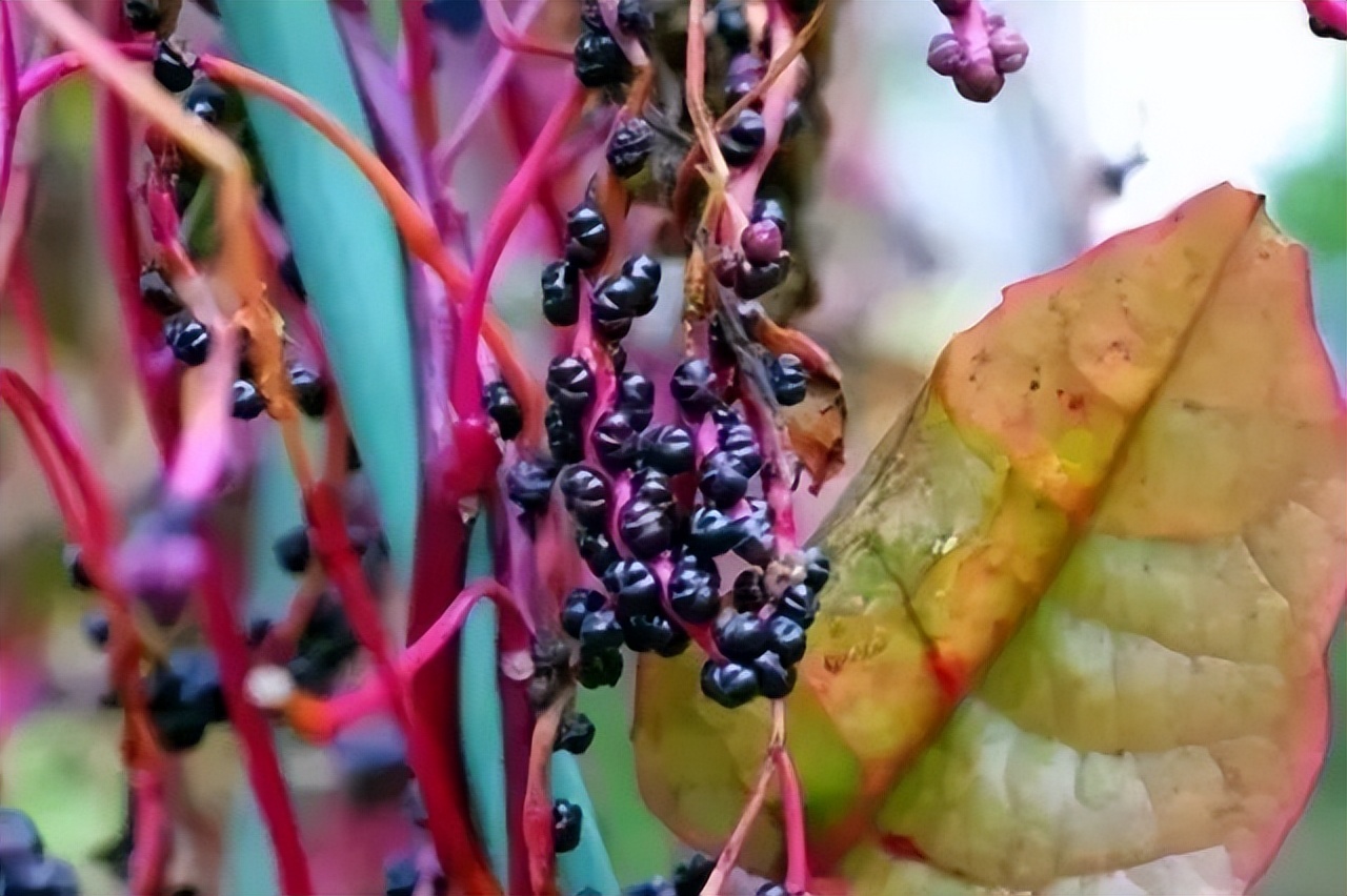 木耳菜能生吃的吗,木耳菜可以随便吃吗