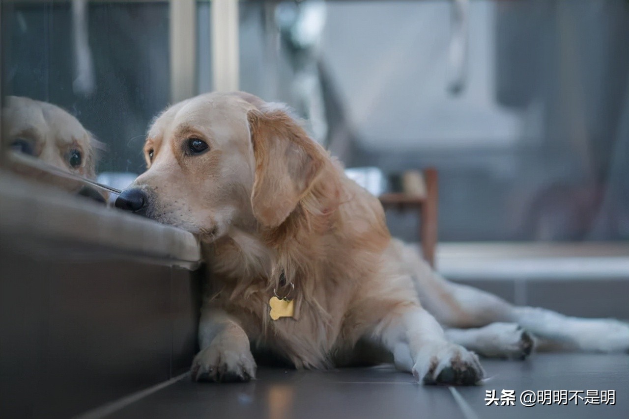 养什么品种的狗最能治愈抑郁症,狗得抑郁症是什么样子