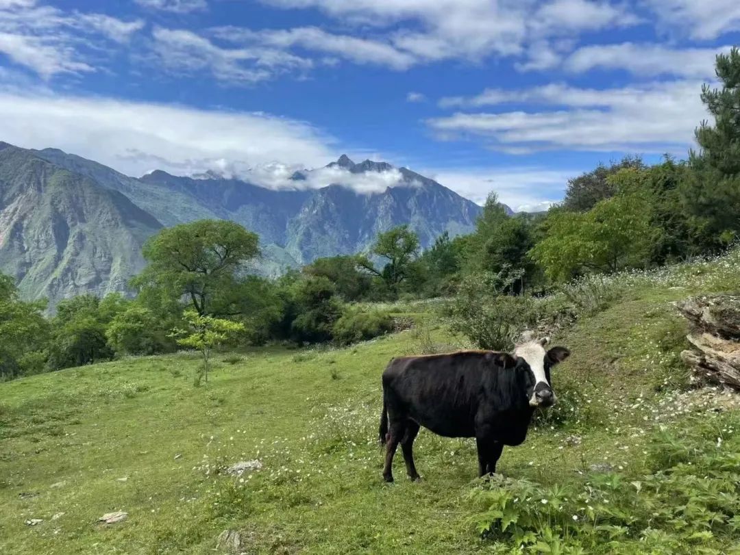 芒种行记丨四川小金县：奔赴一场玫瑰织就的寻香之旅（下）