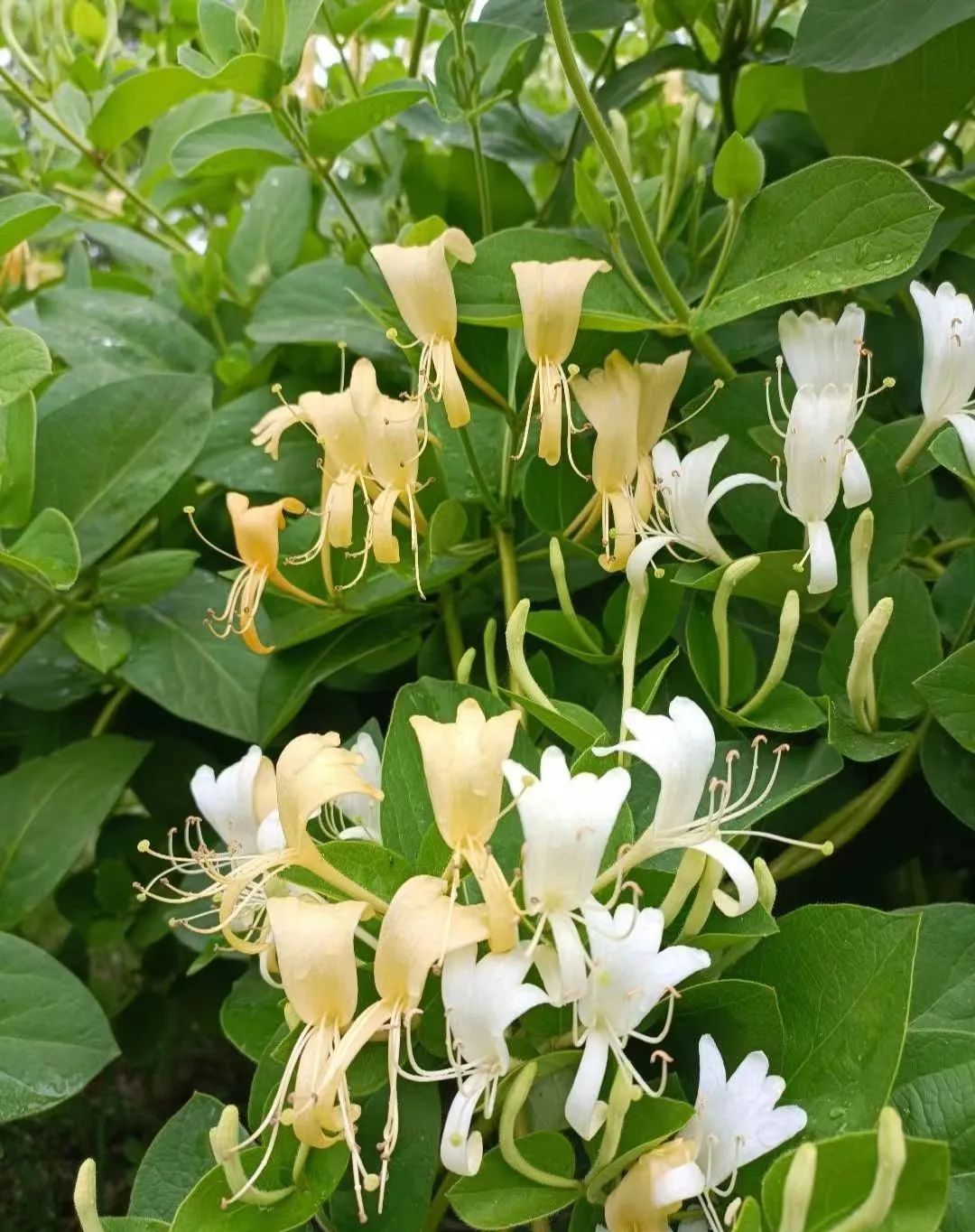 老人的智慧：仙草花的魅力，4种花草美丽养人，为全家带来福音