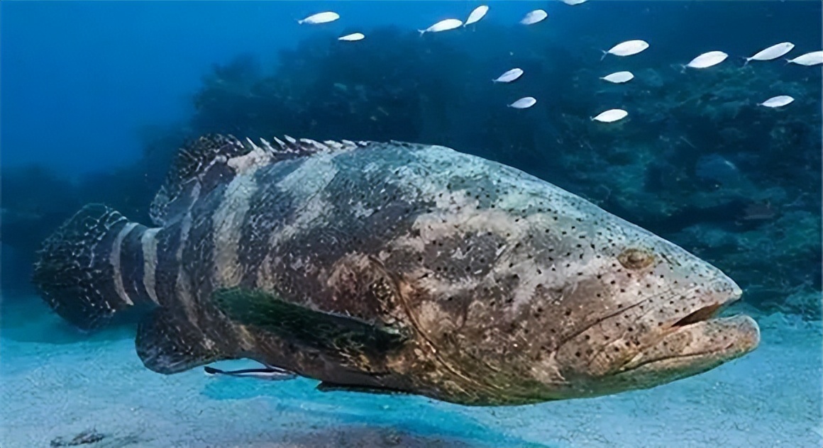 两种环境富集方法对石斑鱼幼鱼认知能力和生长性能的影响