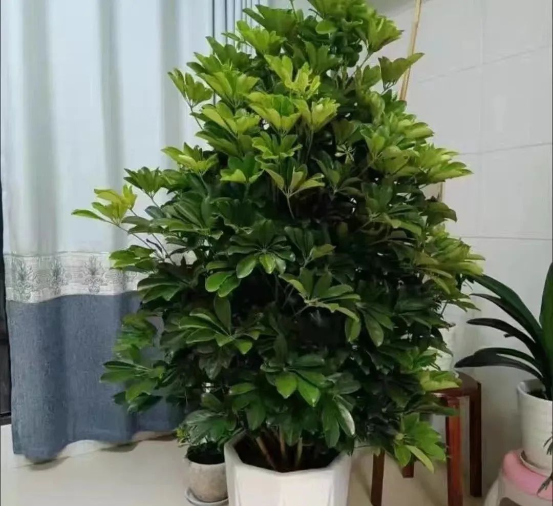 除甲醛最好的10种花,新手养什么花吸甲醛最好