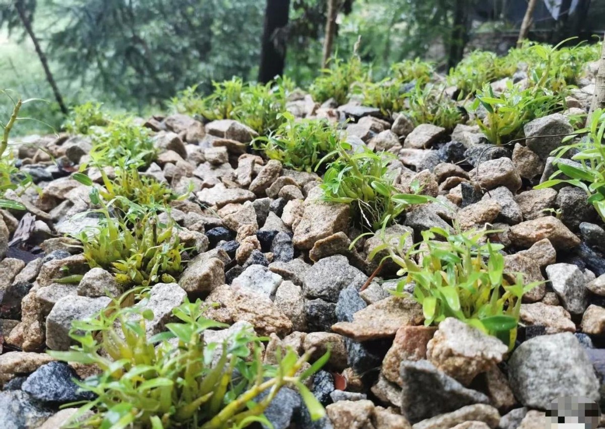 铁皮石斛现在多少一斤,最好的铁皮石斛多少一斤