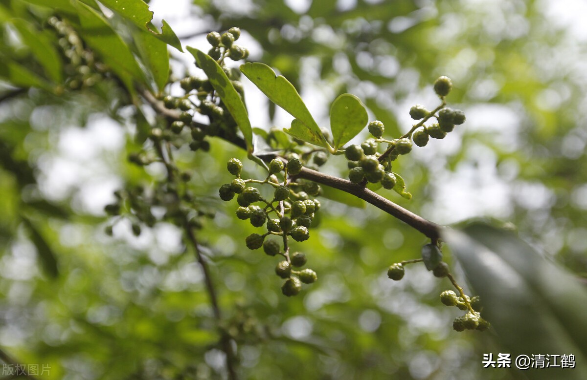 花椒树的种子有哪几种种植方法,花椒树种子直接种入土中种植方法