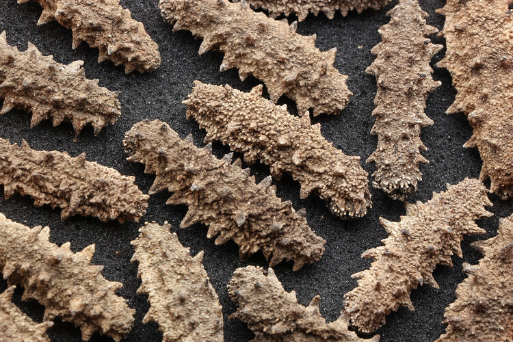 海参是癌症杀手吗悟空问答,海参吃了能抗癌吗