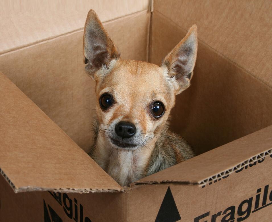 朋友要把自己养的宠物寄给我,怎么寄呢