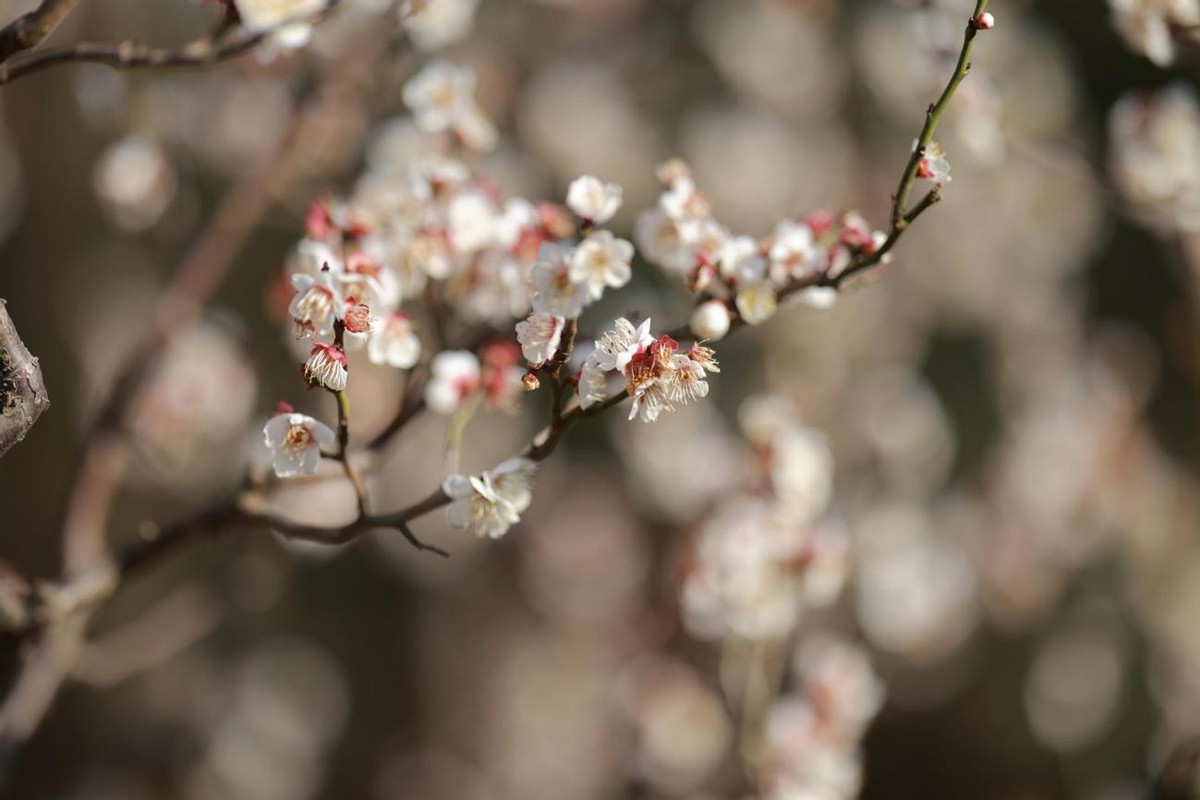 佳能eosr6深度评测,佳能eosr6使用教程