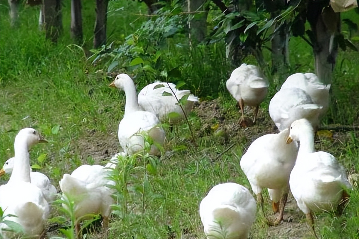 如何养鹅才能养的更好,新手养鹅需要注意什么养鹅秘诀