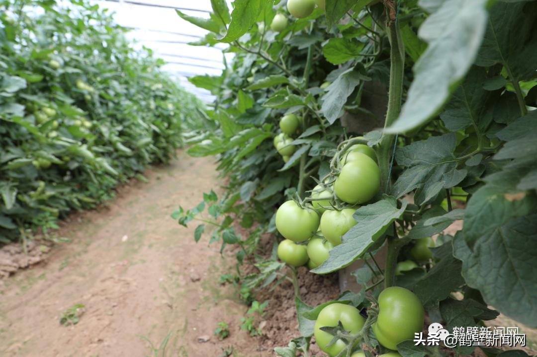 厉害了！鹤壁这个村种菜种出“国家级”名片