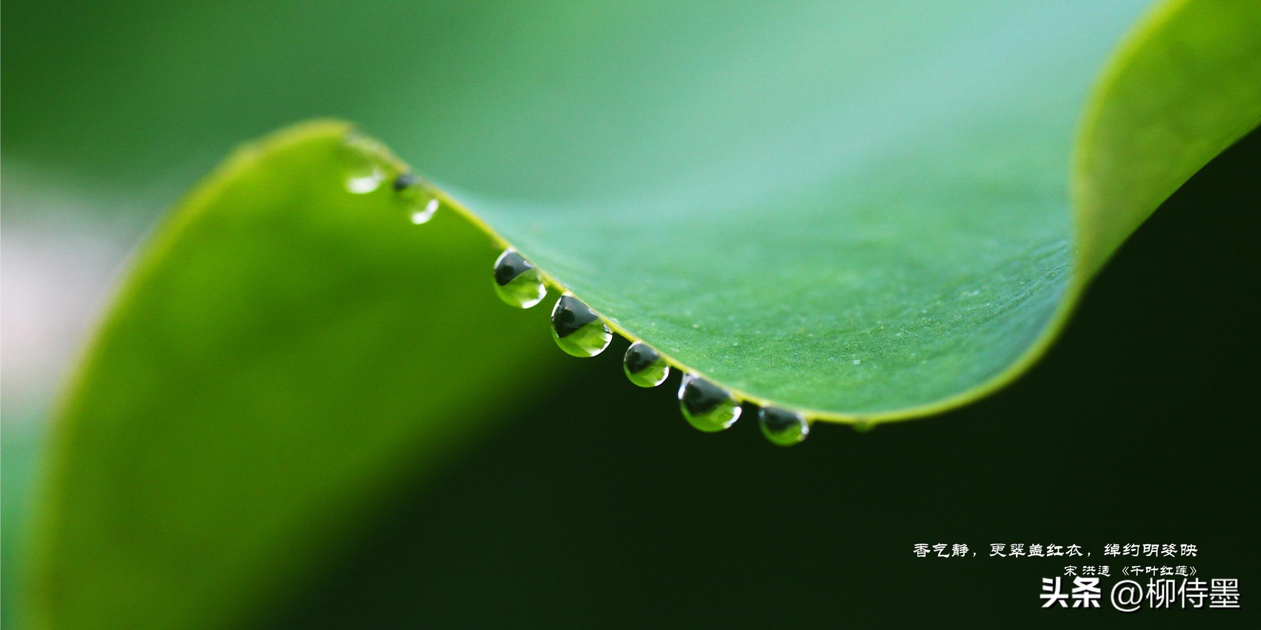 拍荷花怎么拍出高级感专业模式,如何拍出荷花高清图片