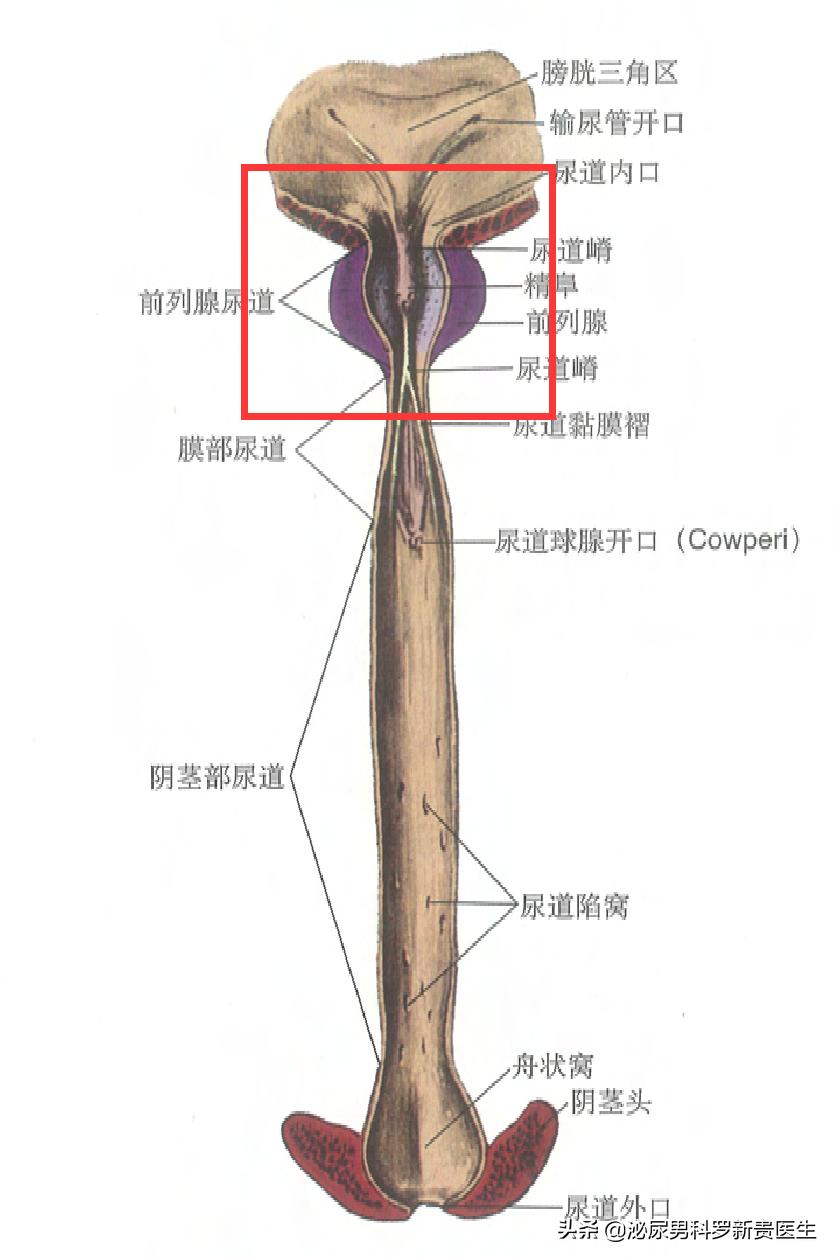 为什么男生尿完会抖一下,男生尿完为什么要抖