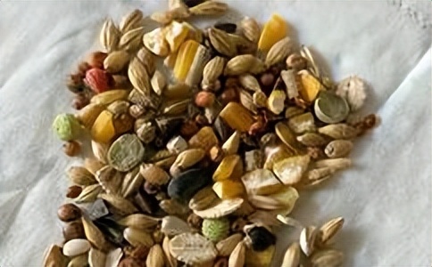 仓鼠饲养的注意事项和禁忌,仓鼠饲养禁忌和注意什么