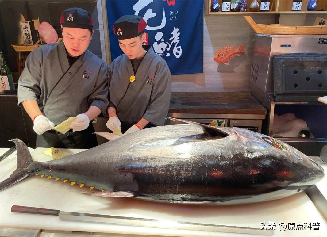 世界上最贵的海鲜十大排名,世界十大名贵海鲜