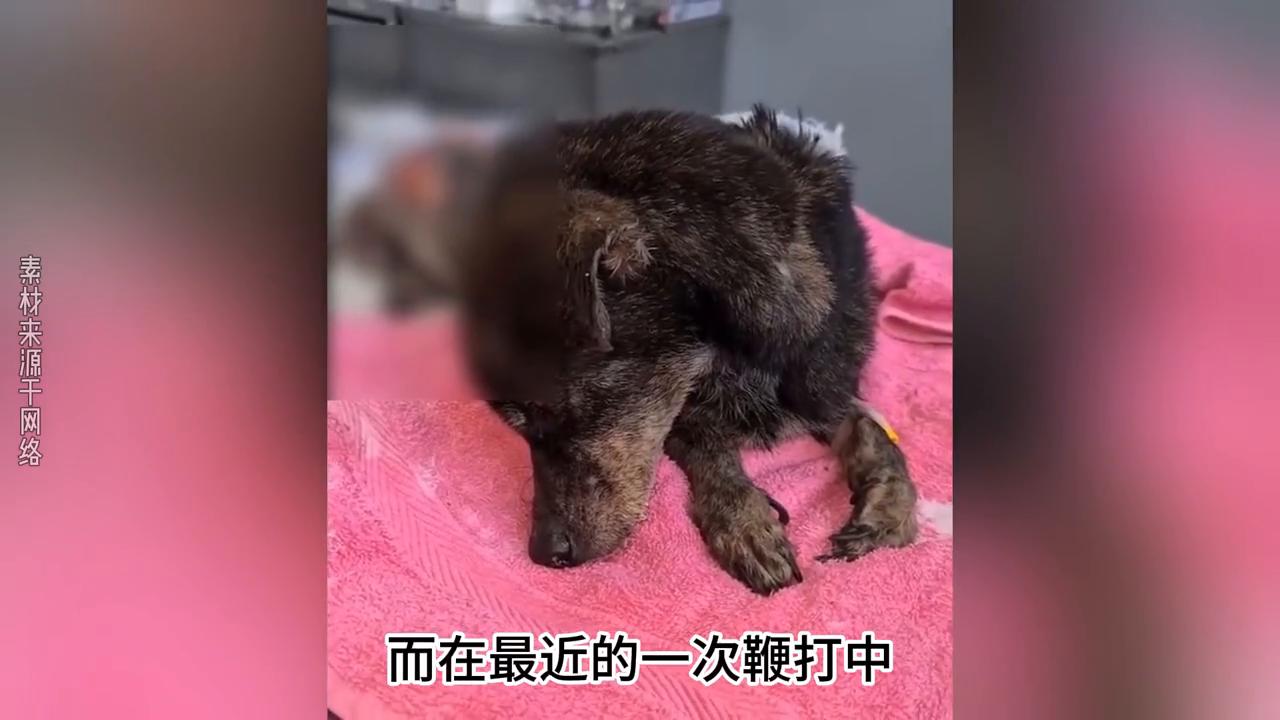 狗狗被主人打得死去活来,狗狗被主人打然后跳坑