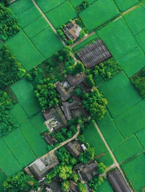 水井坊1号菌群,水井坊一号