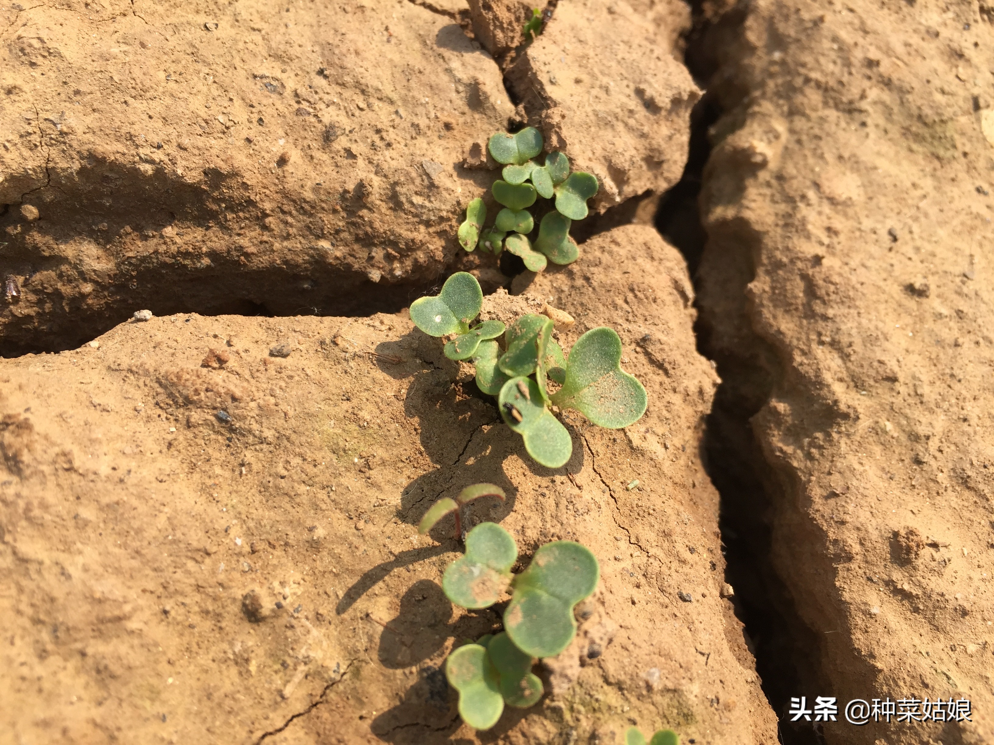 种菜土硬有什么方法,种菜土壤浇什么水改善土质