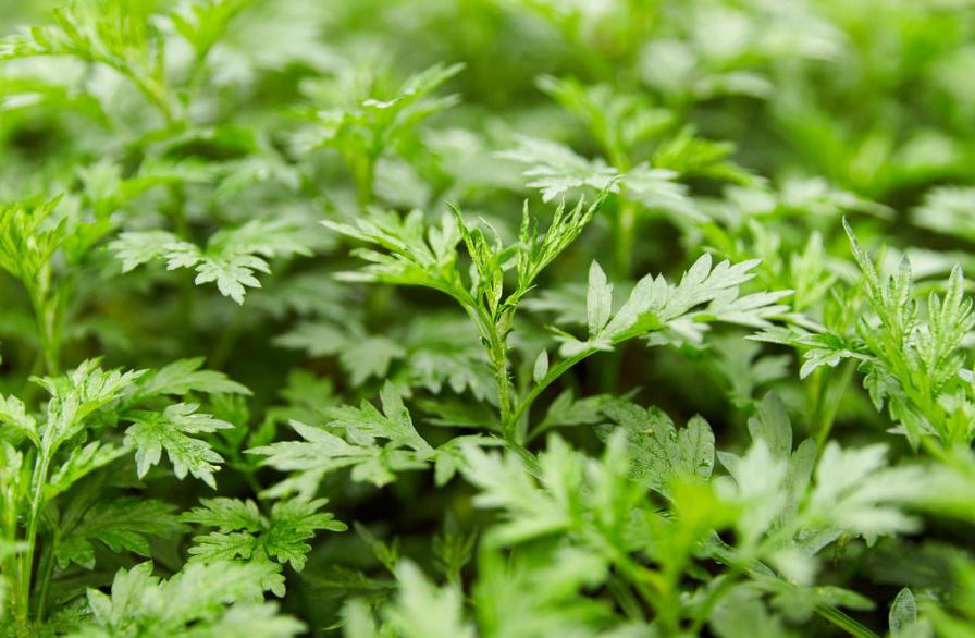 优秀电商站点展示|何家岩：电商携‘艾’出秦岭特色产业促增收