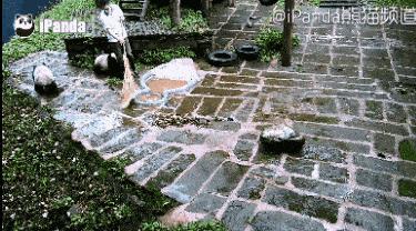 胖达在国外有多受欢迎?日本哭泣相送,比利时差点分裂?