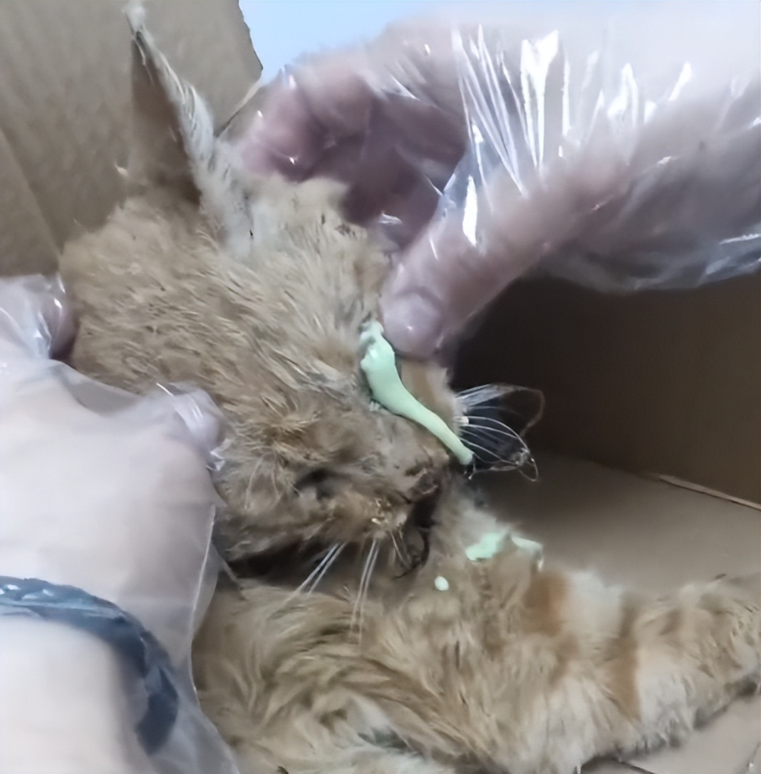 流浪猫眼睛受伤覆盖了一层蓝膜,流浪猫眼睛被糊