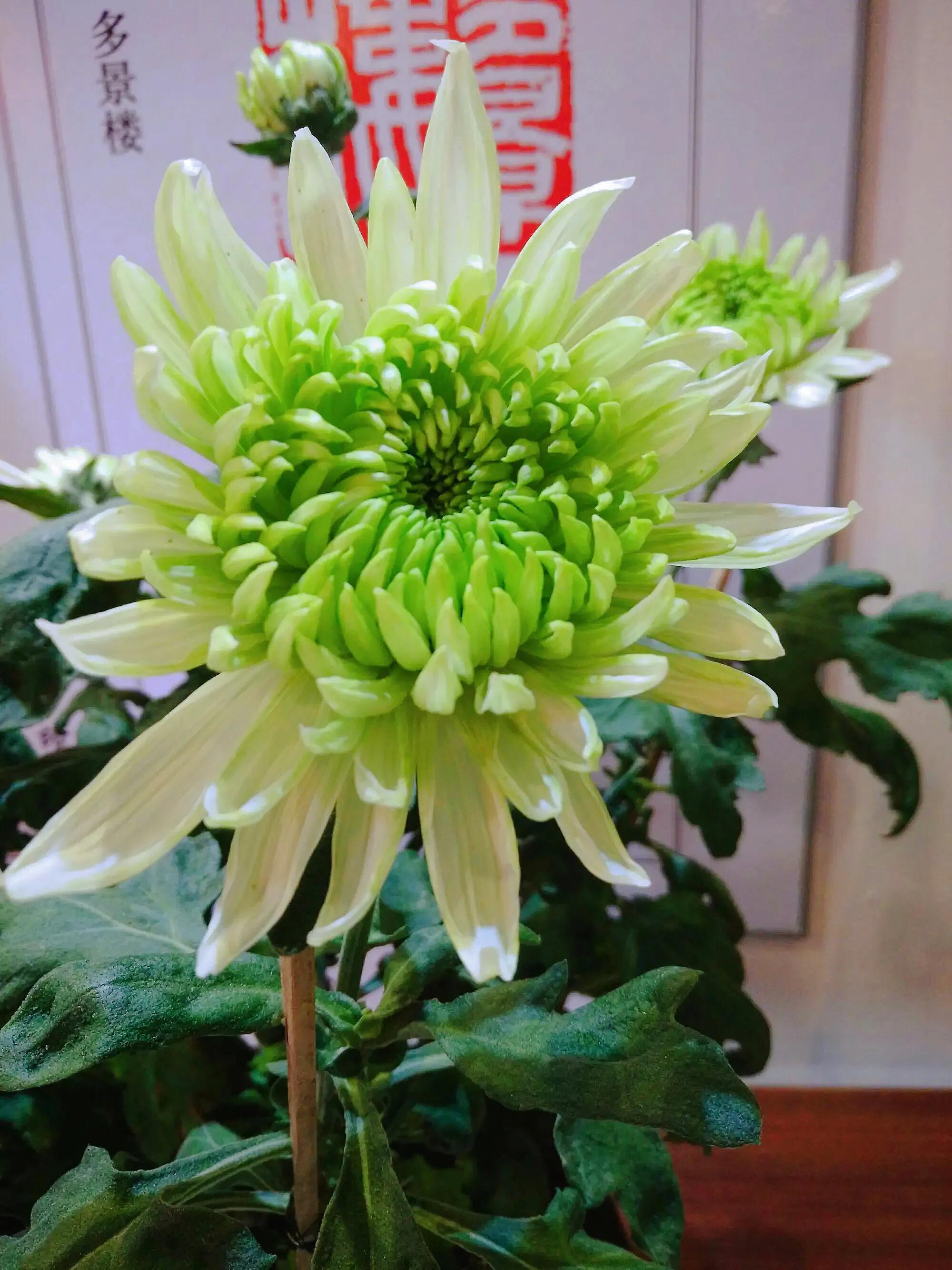 绿牡丹菊花名贵稀有吗,菊花绿牡丹介绍