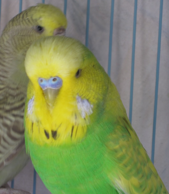 虎皮鹦鹉怎么判断年龄有多大,黄化虎皮鹦鹉年龄对照表图