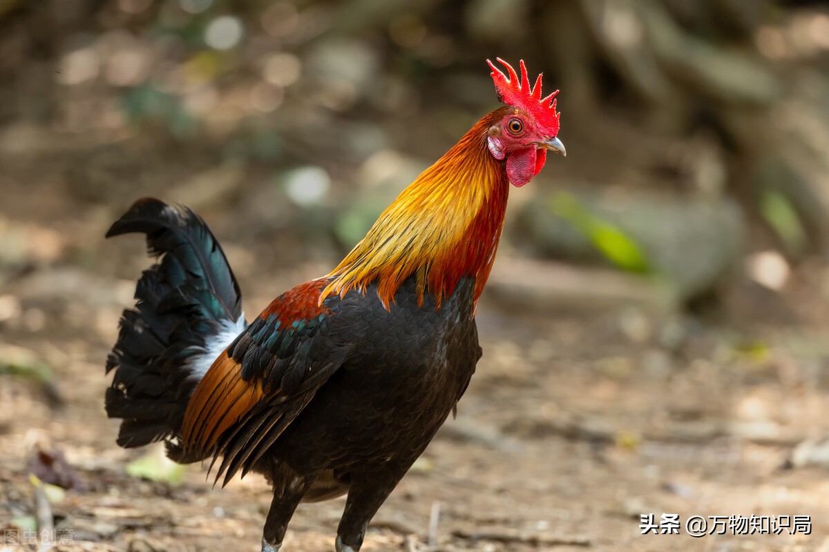 用鸡复活恐龙,用鸡的基因可以复活恐龙吗