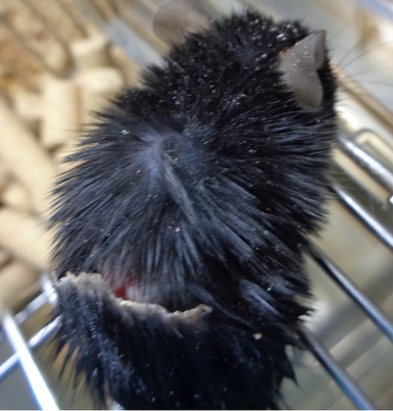 小鼠急救方法,小鼠突然没有活力怎么办