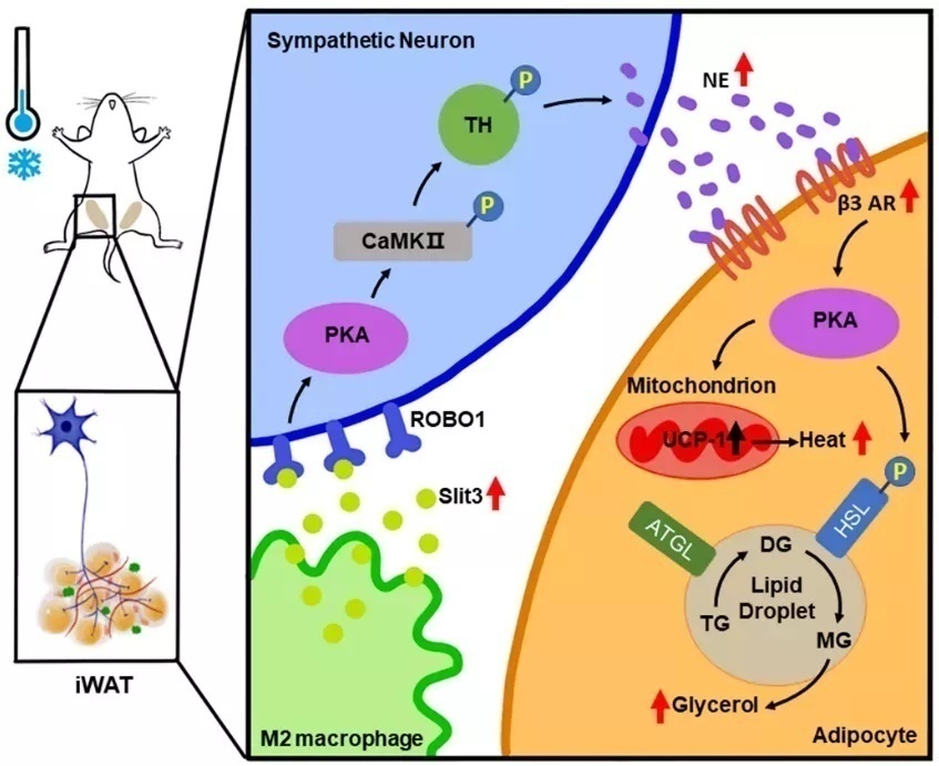 复旦上医,复旦上医最新排名