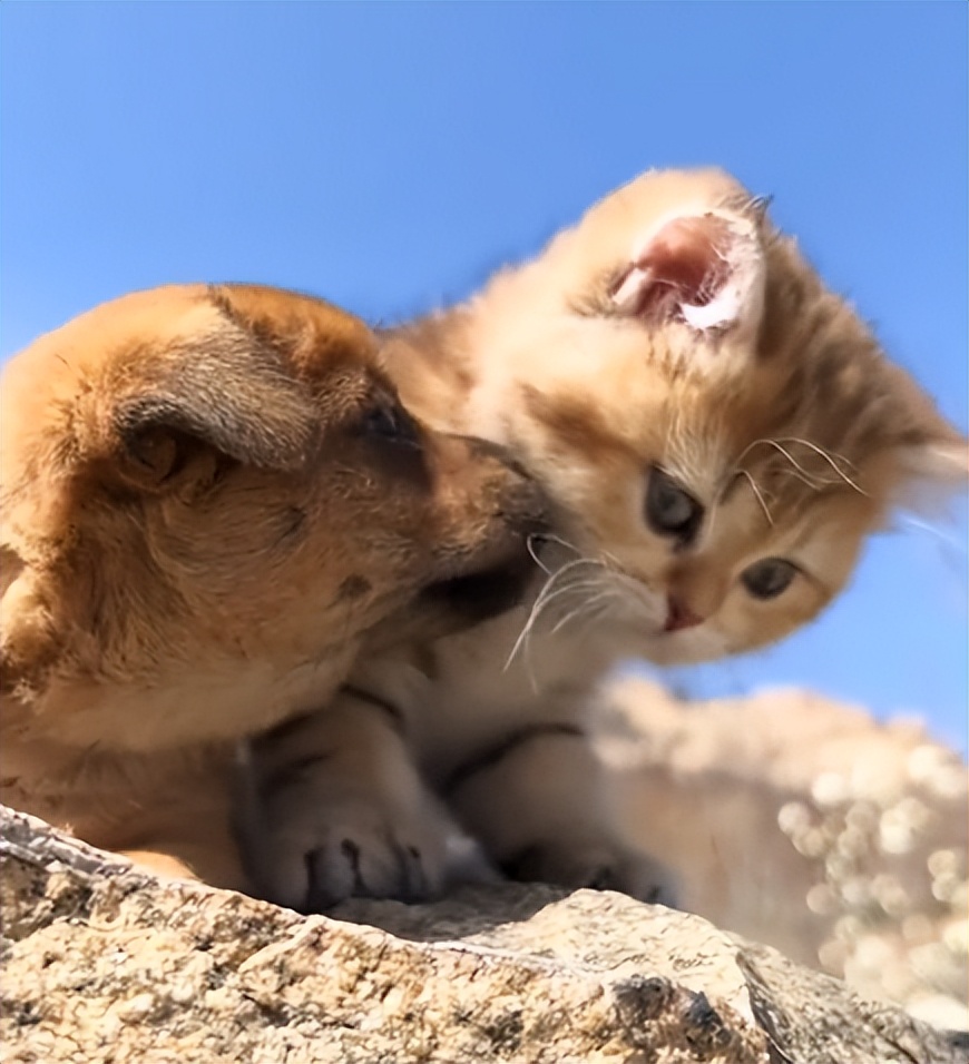 “狗界巅峰”：“把鸭当妈”骑鸭背上，全网最萌小狗吸粉550万