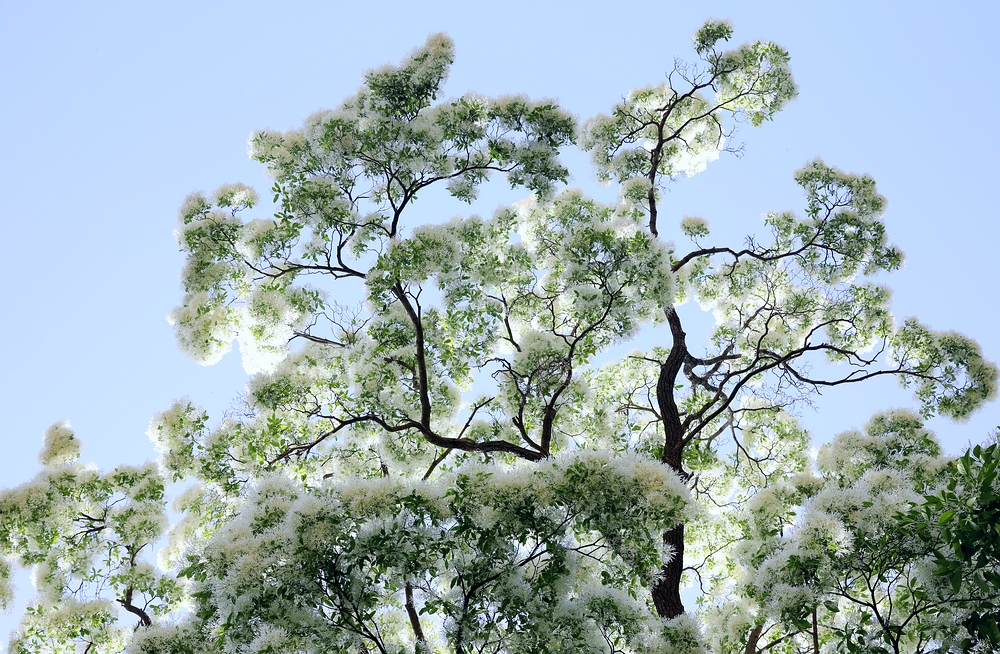 石大沟的流苏花,石大沟村流苏