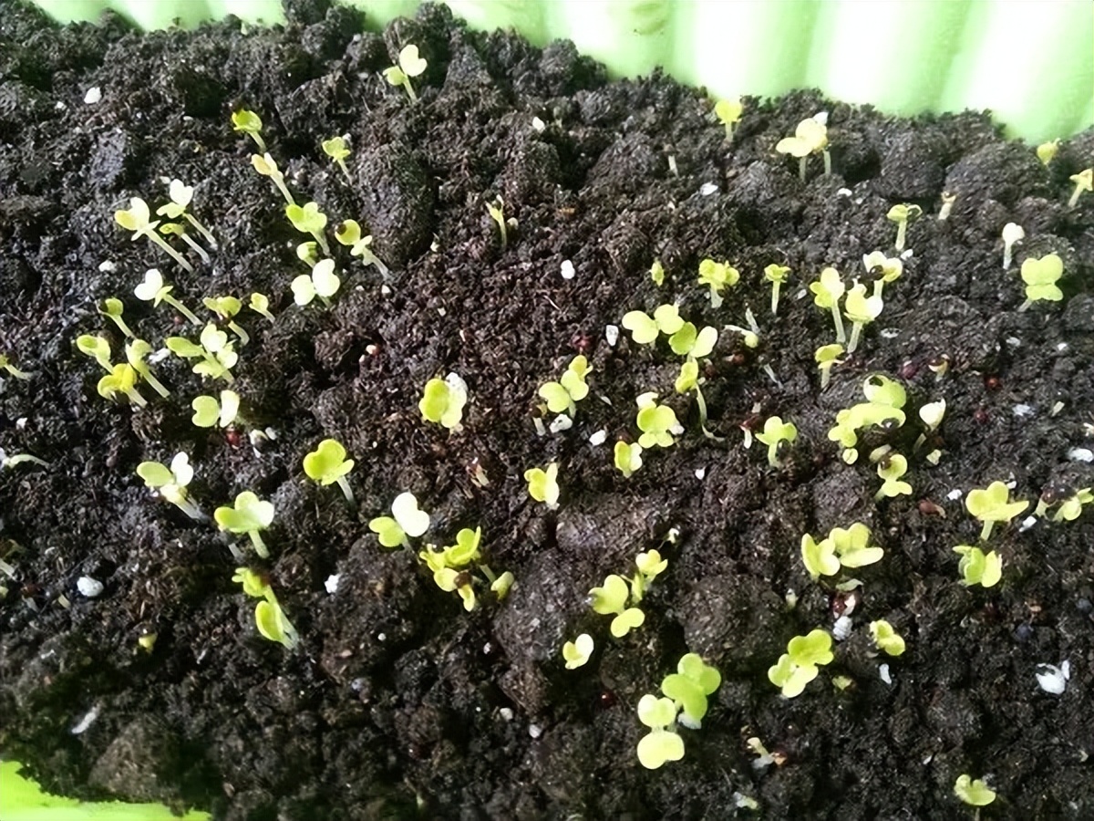 阳台种菜的方法和步骤,阳台种菜的技巧与方法