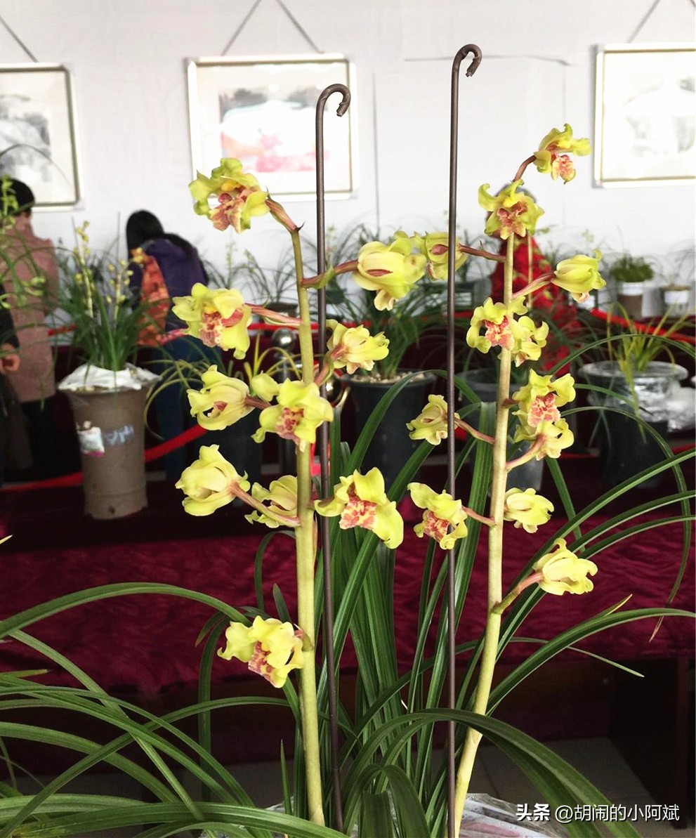 浙江发现一棵兰花，确实很“惊艳”，美翻你的客厅，好似祥云降临