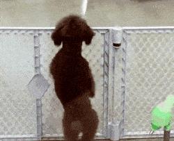 泰迪有时候认不清主人是怎么回事,泰迪认不认识家