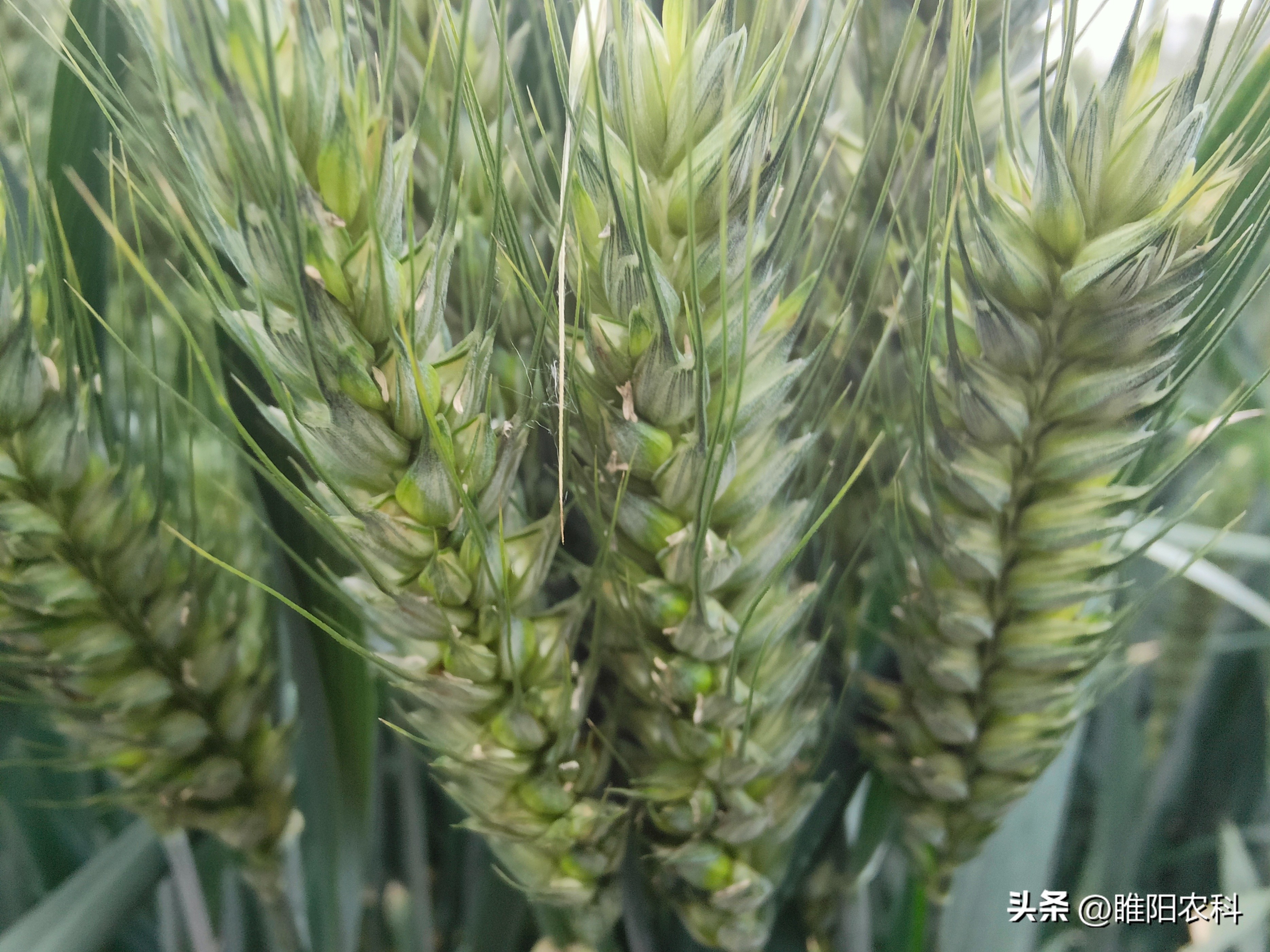 小麦品种排名前十的品种是什么,小麦品种金钻六号品种介绍