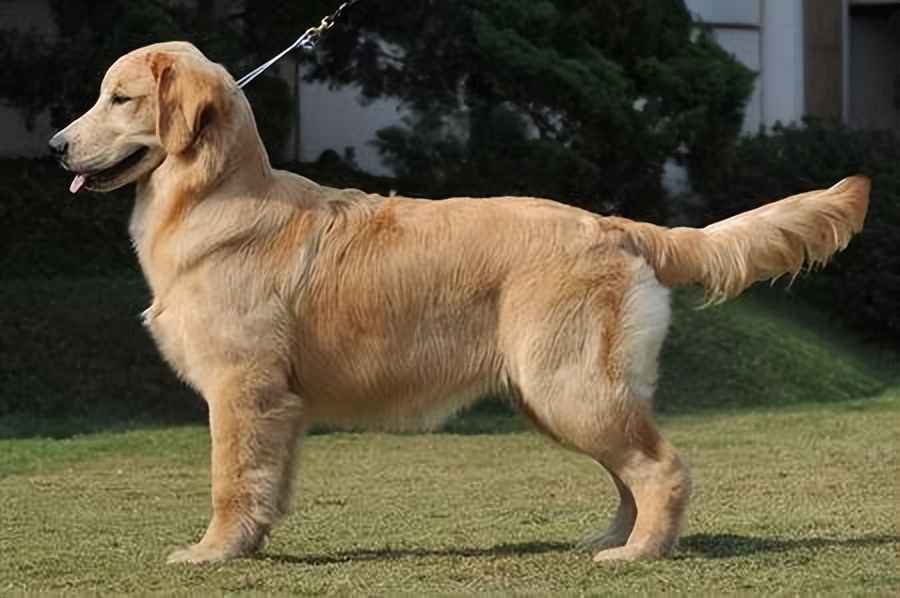 一张图看懂狗狗的尾巴,如何读懂狗狗的尾巴