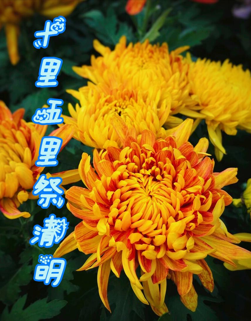 清明节雨纷纷举国上下寄哀思,清明节伤感词思念天堂的父母