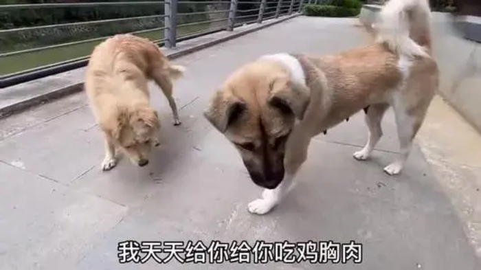 狼和狗是同一种动物,狼和狗是同一物种