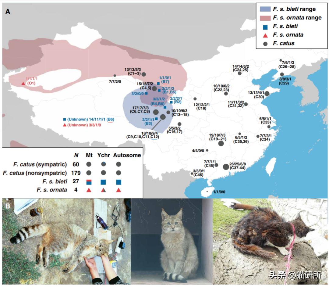 英短猫和美短哪个好养,英短跟美短猫咪
