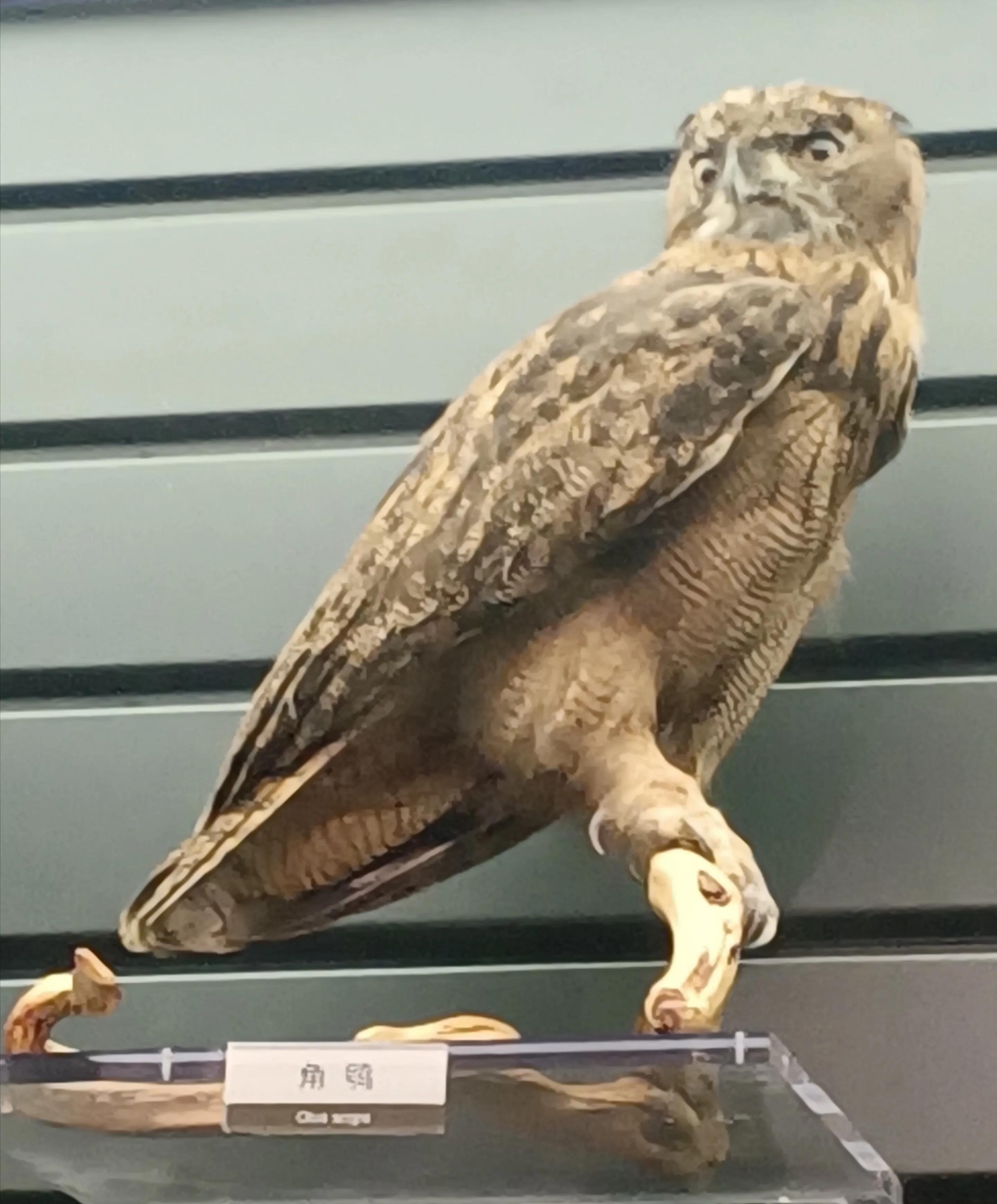 成都自然博物馆半价政策,成都自然博物馆能线下购票吗