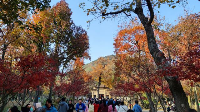 苏州秋季旅游最值得去的地方,苏州赏秋一日游攻略
