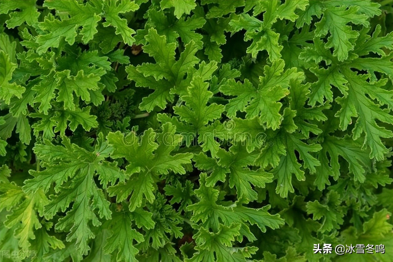 适合南方阳台种植的香料植物,适合四季种植的香料植物