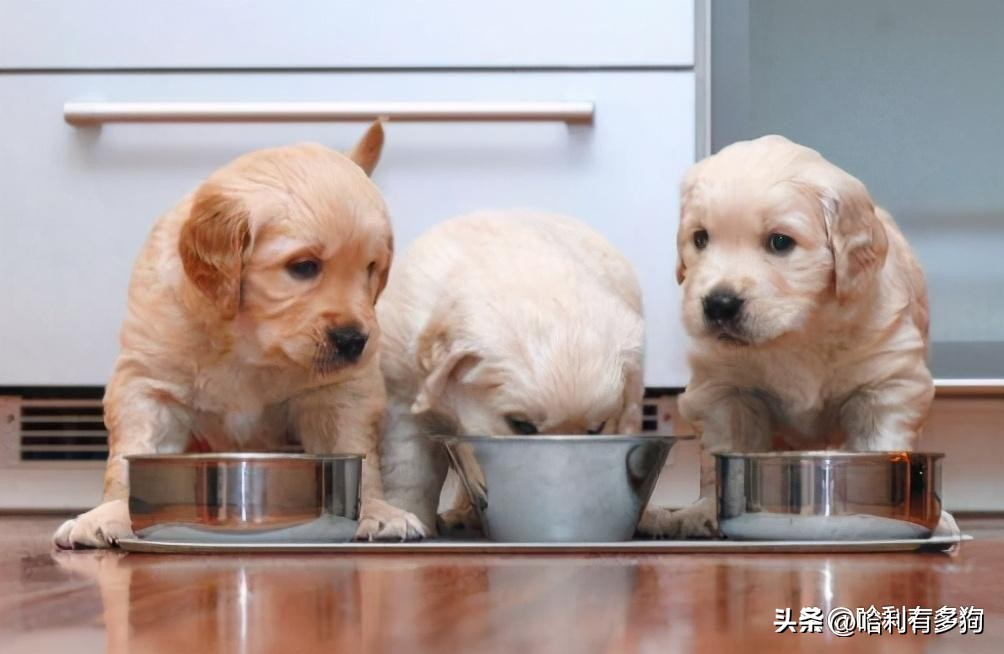 狗狗身上皮屑多怎么去除,狗狗身上有皮屑怎么去除小妙招