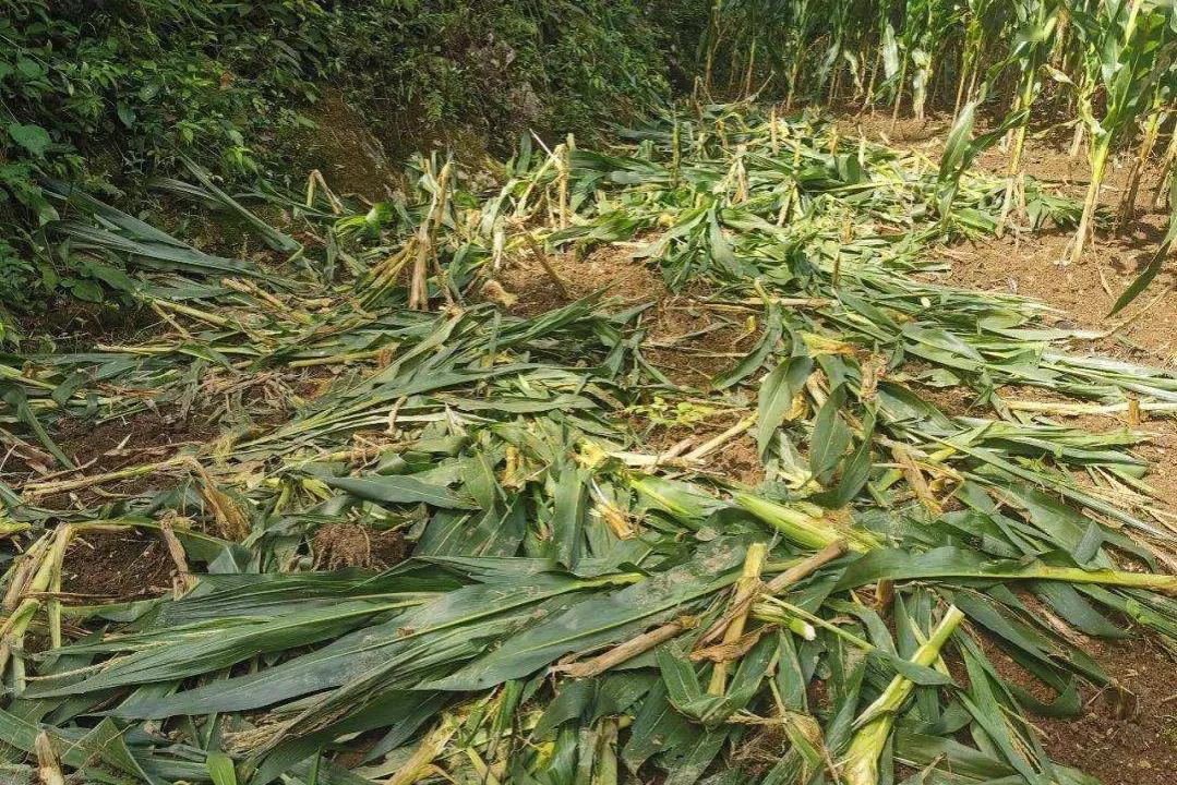 陕西省杀猪令,杀猪被罚款10万元官方报道