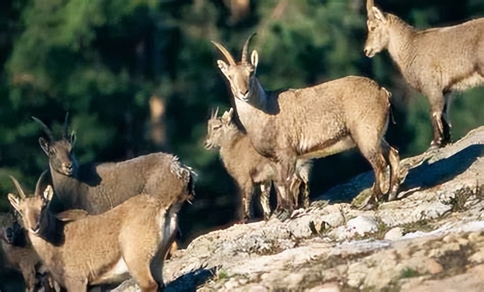 真实的澳大利亚人吃野山羊吗,澳大利亚允许猎杀野山羊吗