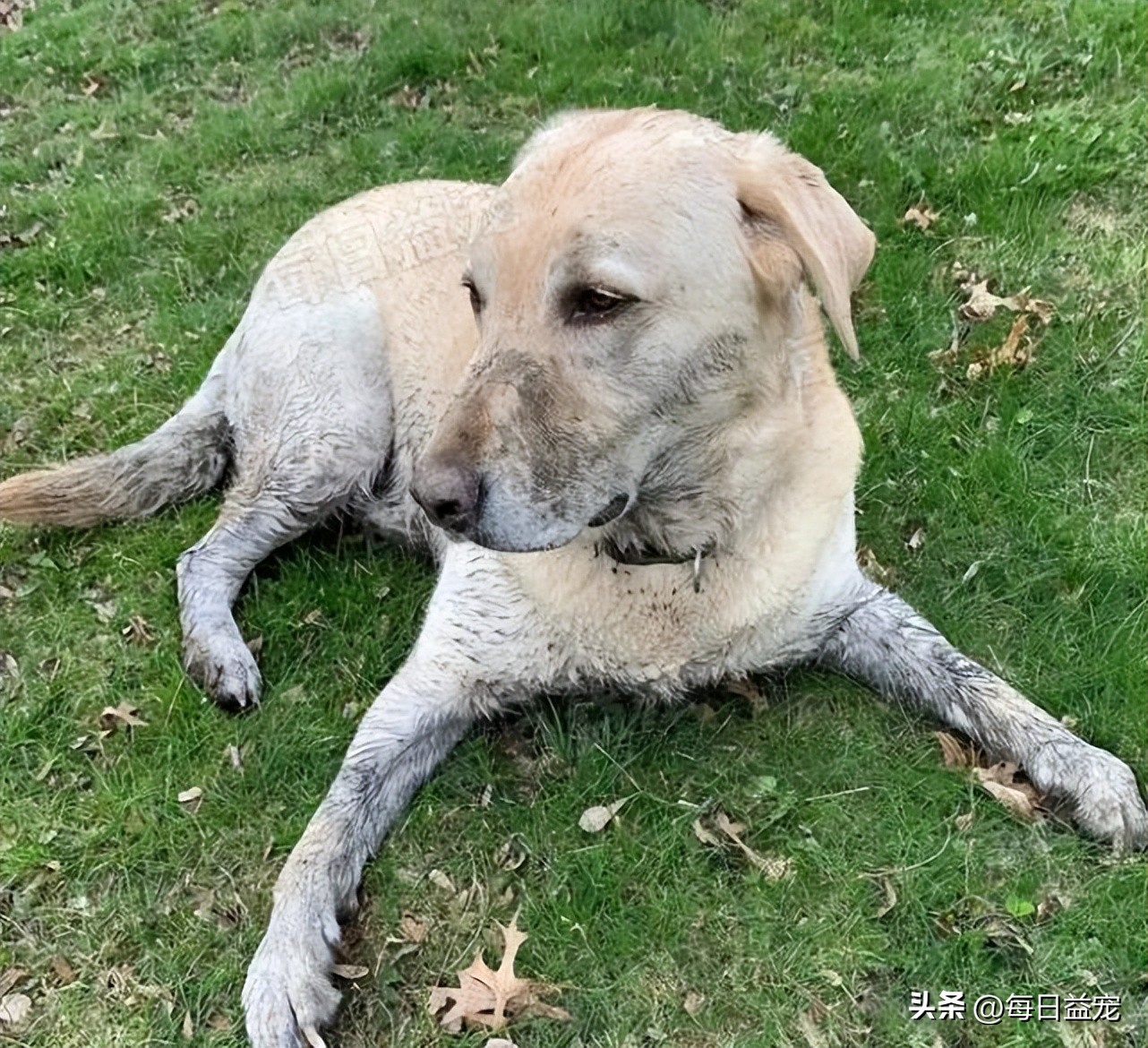 狗狗魔性舞步太洗脑,狗狗魔性跳舞