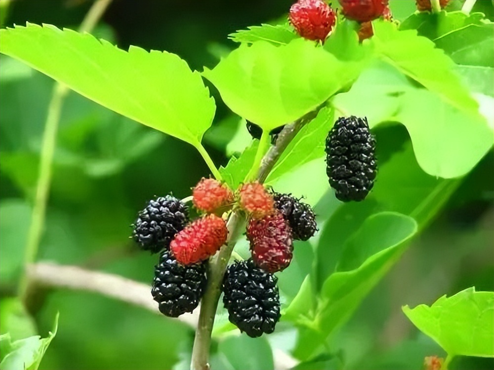 植物识别小口诀，总结的太全了！