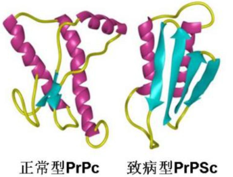 最可怕的朊病毒是什么,世界上最可怕的朊病毒